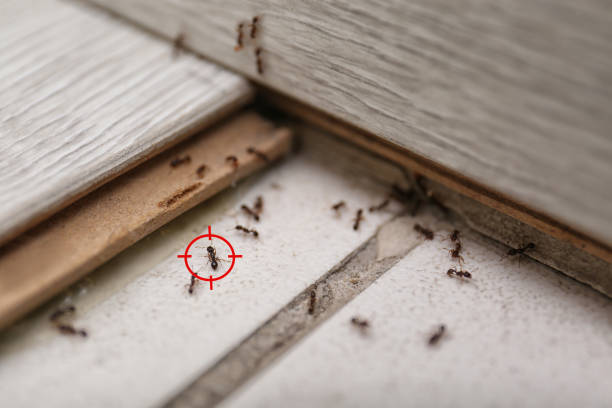 Best Affordable Pest Control Services  in Murfreesboro, NC